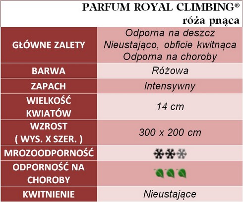 PARFUM ROYAL CLIMBING róże pnące gł. zal